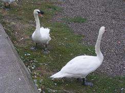 swans at Broughty Ferry